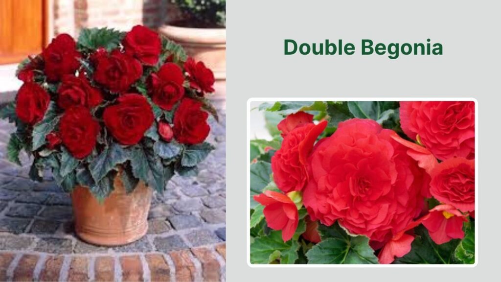 Double Begonia