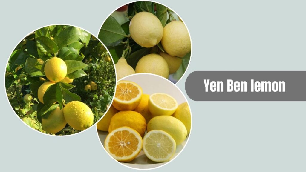 Yen Ben Lemon