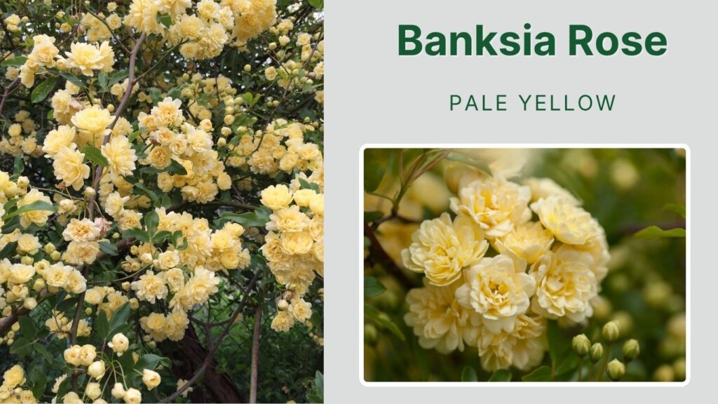 Banksia Rose