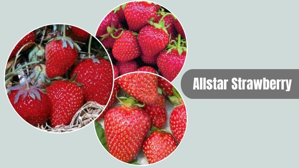 Allstar Strawberry