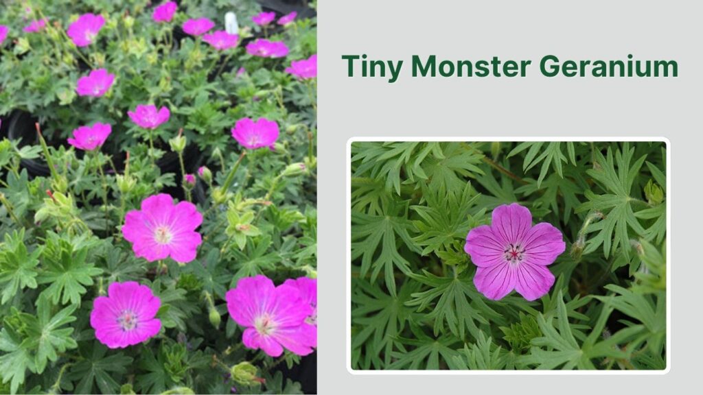 Tiny Monster Geranium