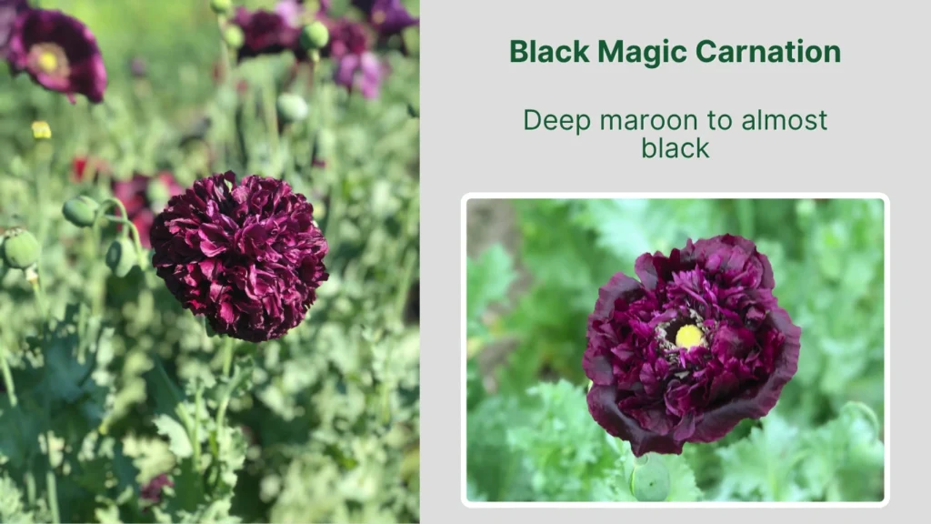 Black Magic Carnation