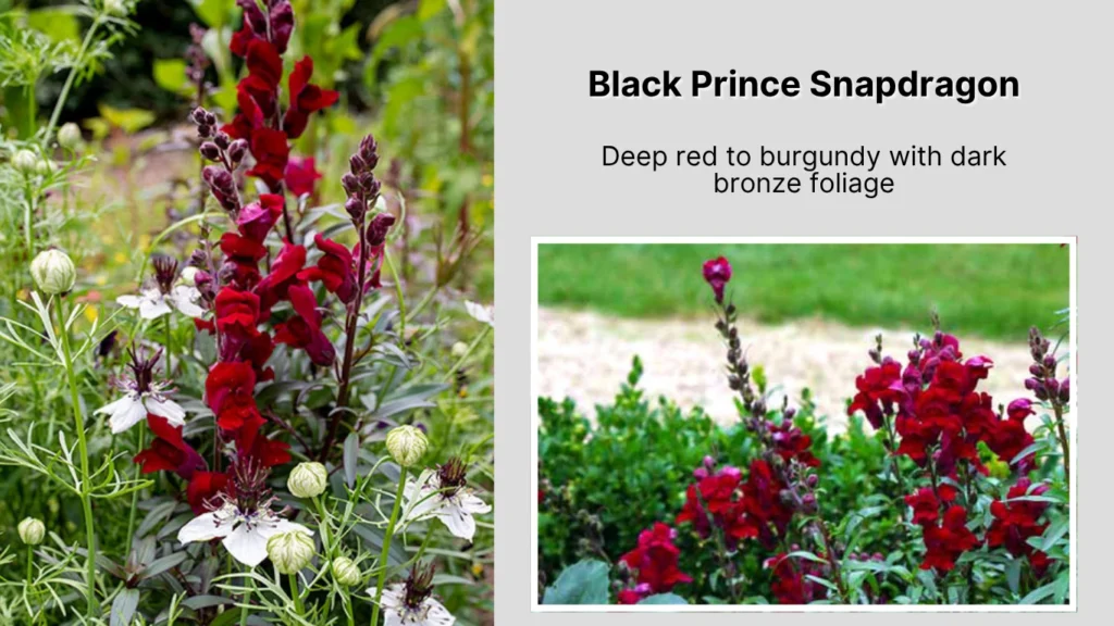 Black Prince Snapdragon