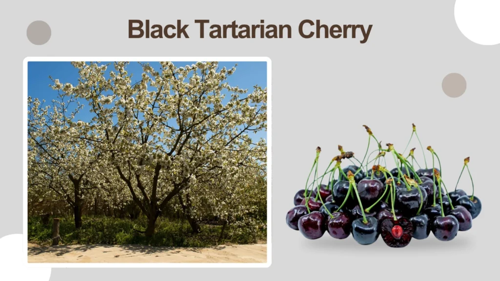 Black Tartarian Cherry