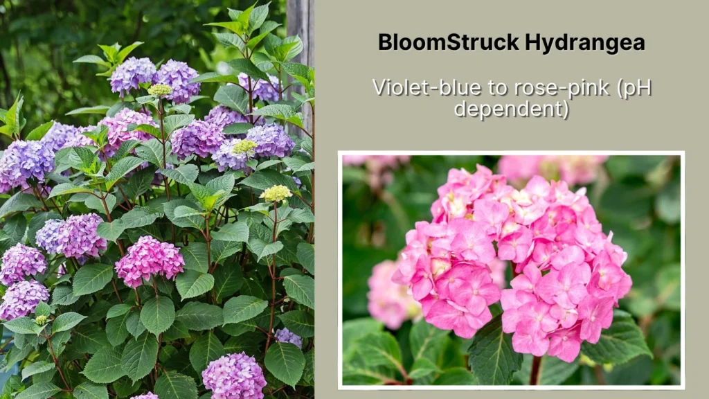 BloomStruck Hydrangea