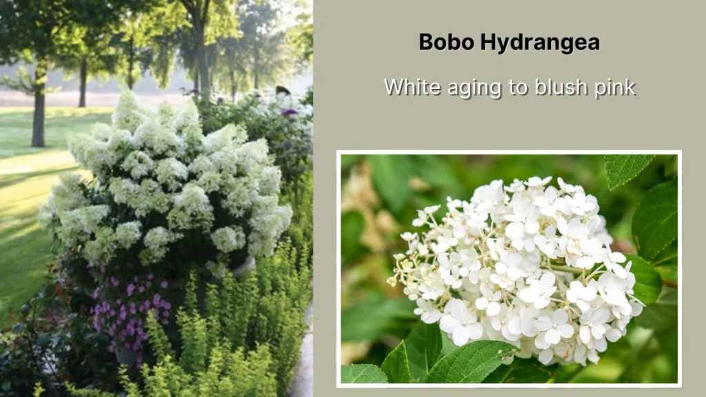 Bobo Hydrangea