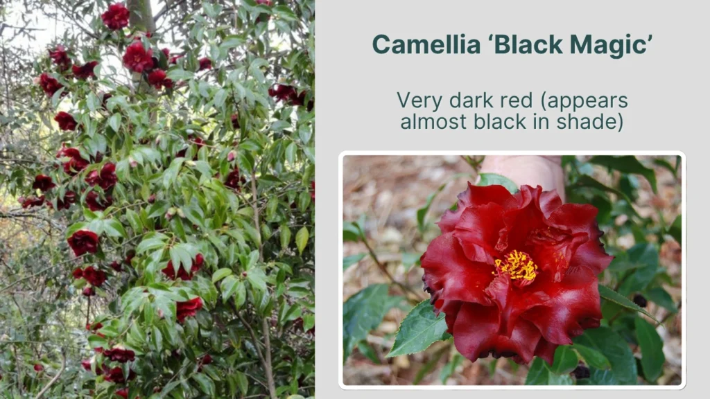 Camellia ‘Black Magic’
