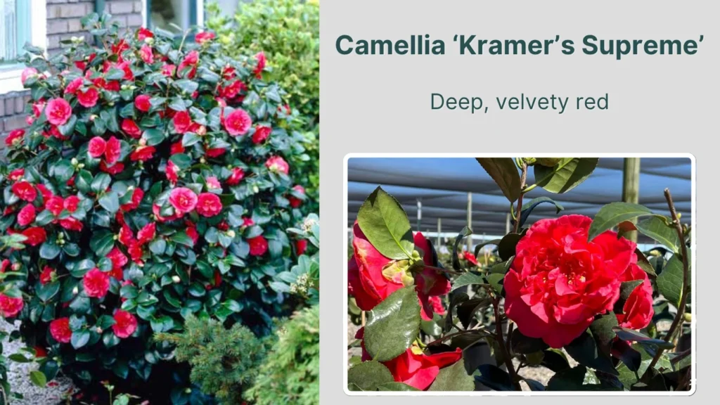 Camellia ‘Kramer’s Supreme’