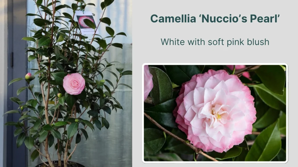 Camellia ‘Nuccio’s Pearl’