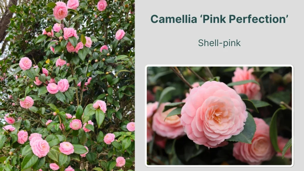 Camellia ‘Pink Perfection’