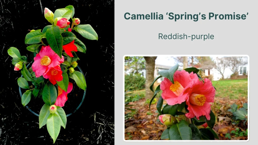 Camellia ‘Spring’s Promise’