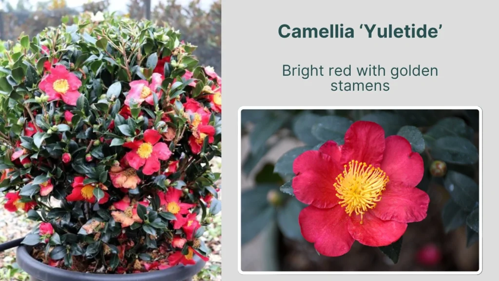Camellia ‘Yuletide’