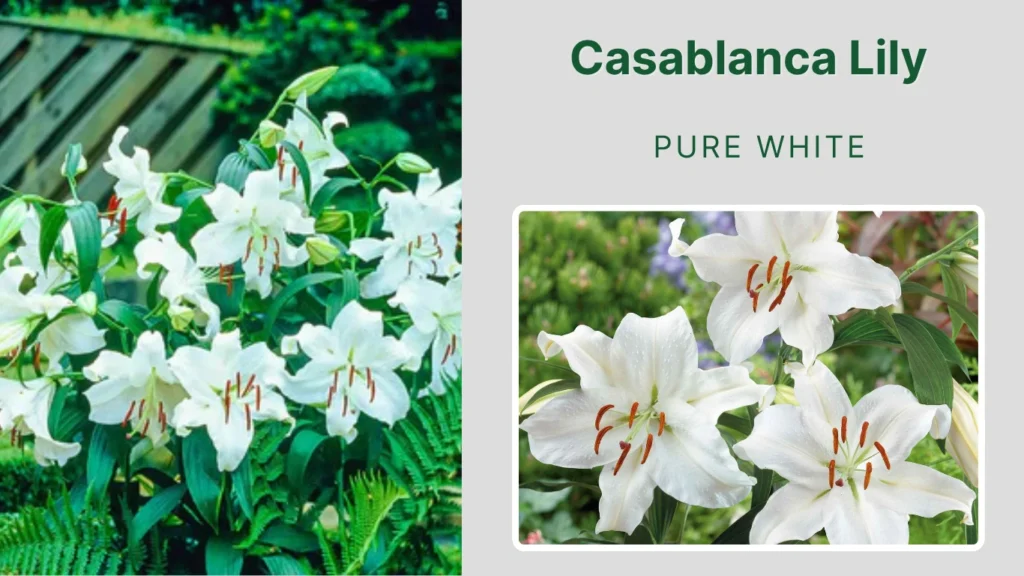 Casablanca Lily