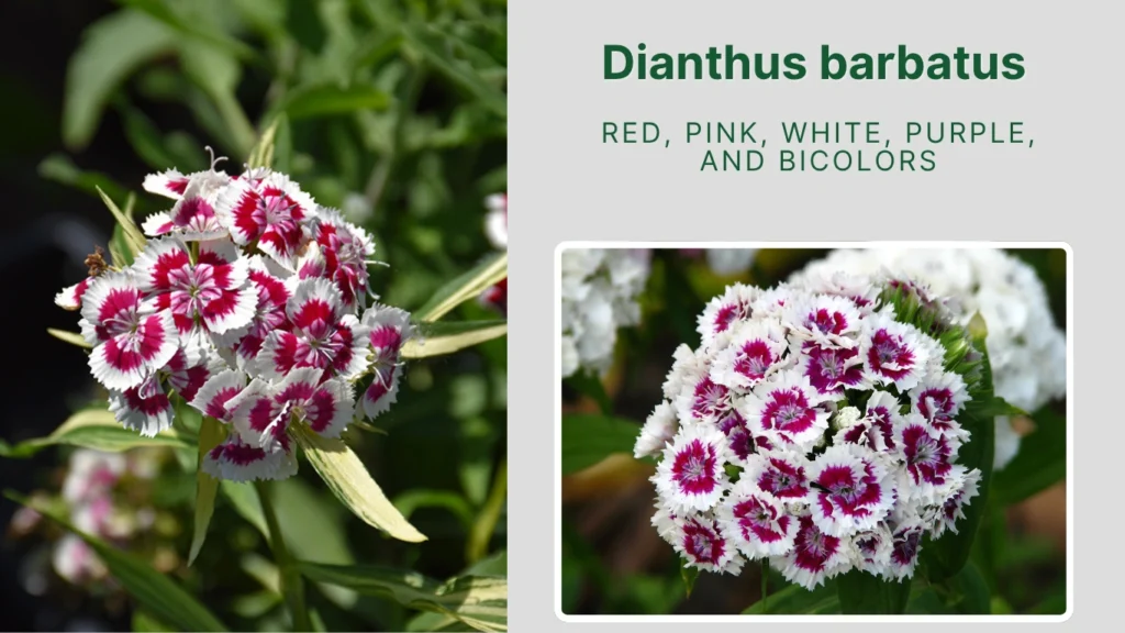 Dianthus barbatus