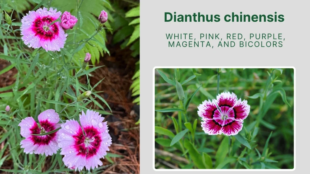Dianthus chinensis