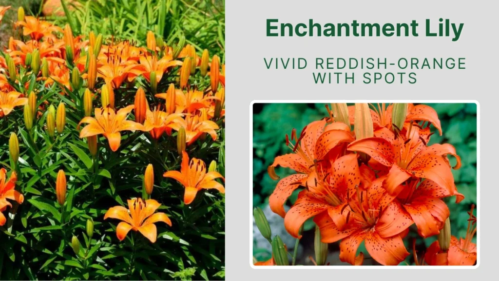 Enchantment Lily