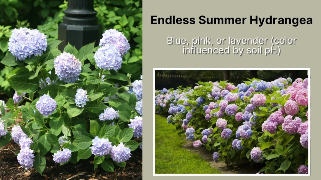 Endless Summer Hydrangea