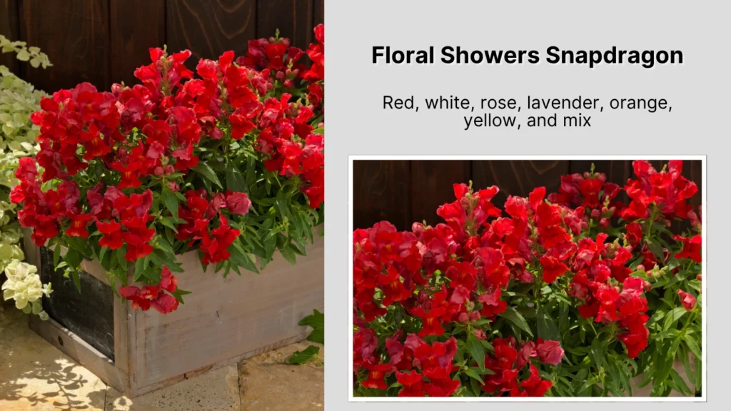 Floral Showers Snapdragon