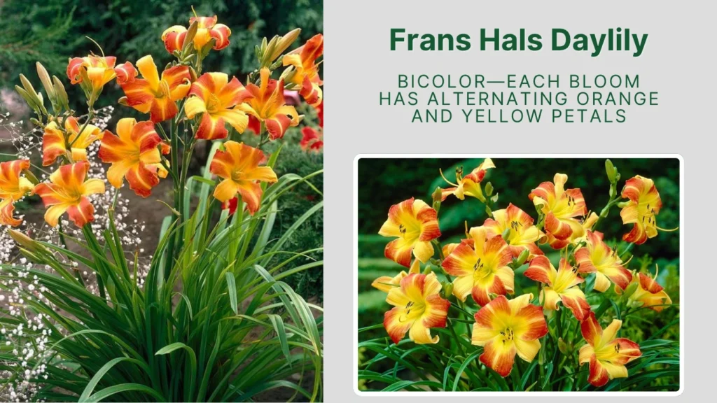 Frans Hals Daylily