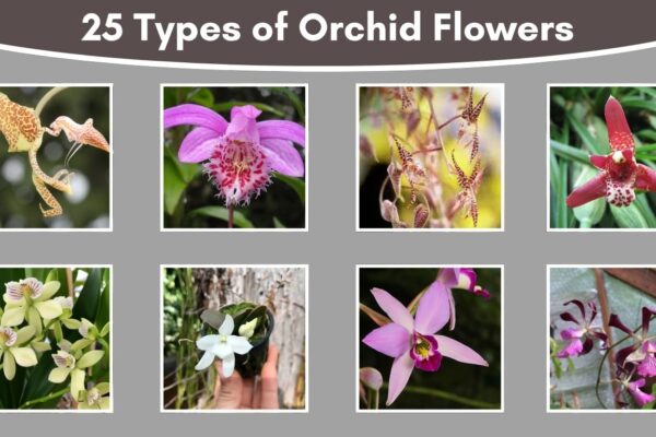25 Types of Orchid Flowers