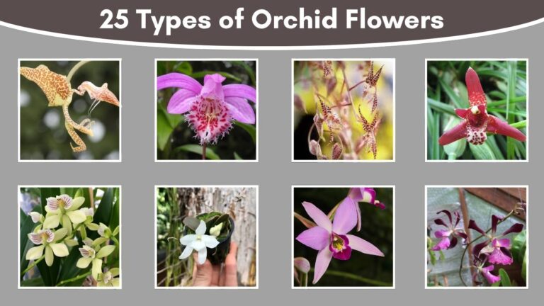 25 Types of Orchid Flowers