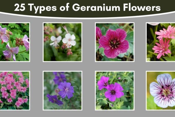 25 Types of Geranium Flowers
