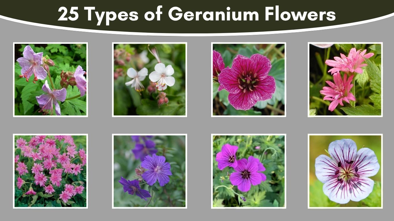25 Types of Geranium Flowers