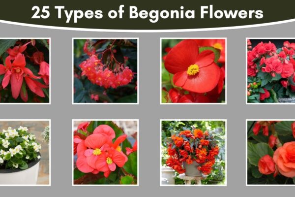 25 Types of Begonia Flowers
