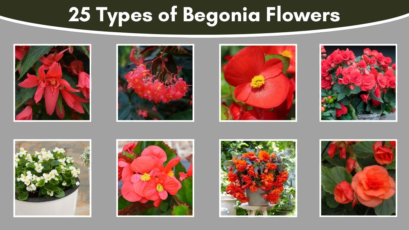 25 Types of Begonia Flowers
