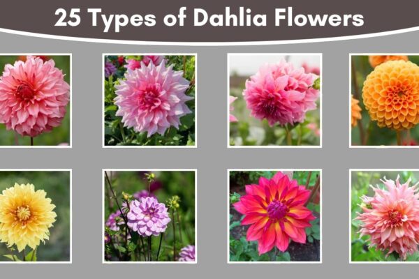 25 Types of Dahlia Flowers