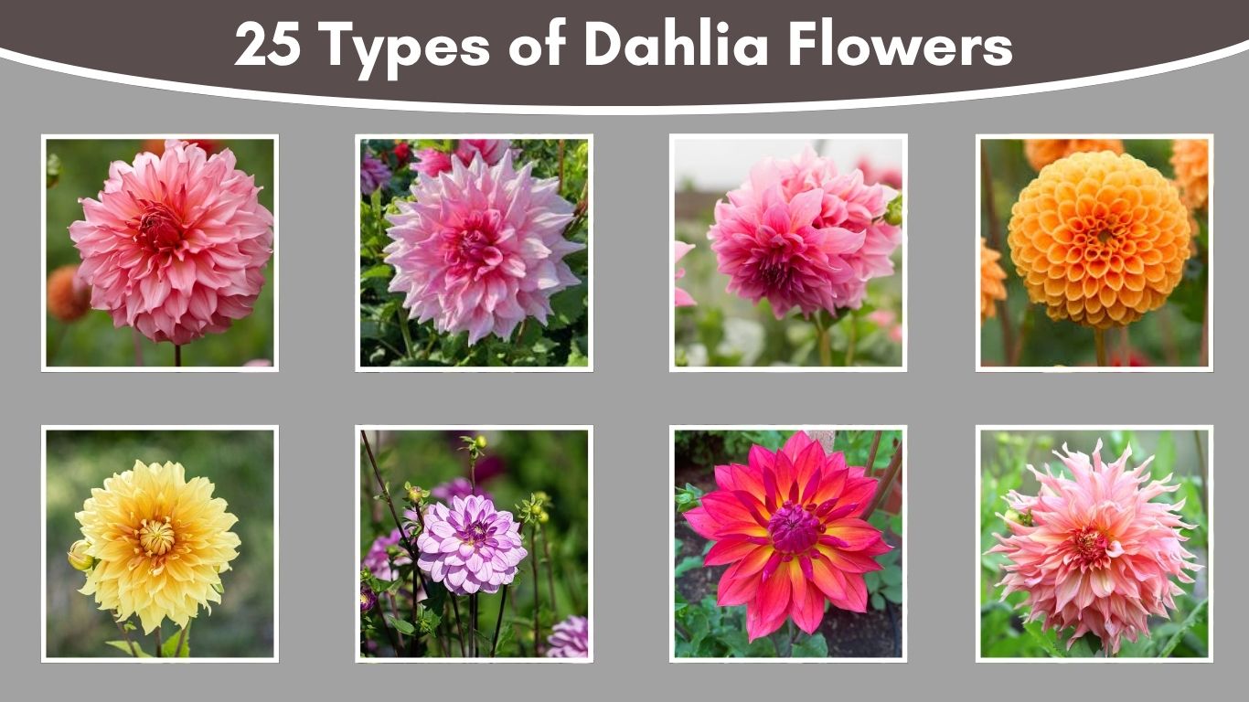 25 Types of Dahlia Flowers