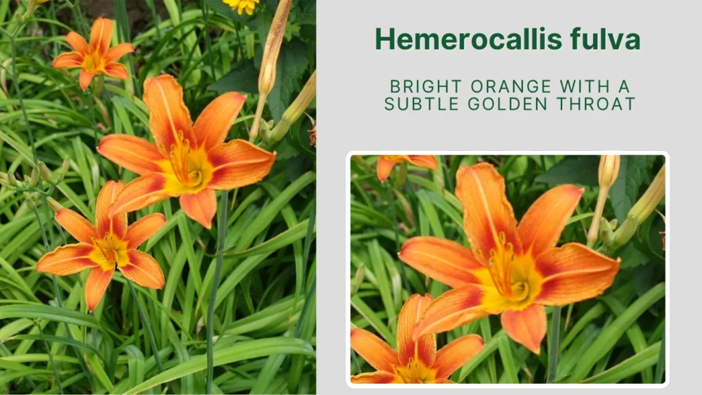 Hemerocallis fulva