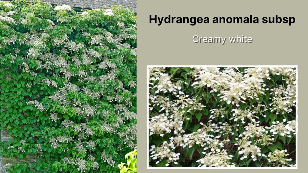 Hydrangea anomala subsp