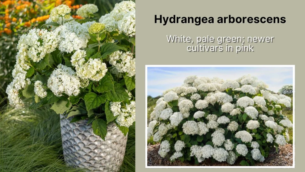 Hydrangea arborescens