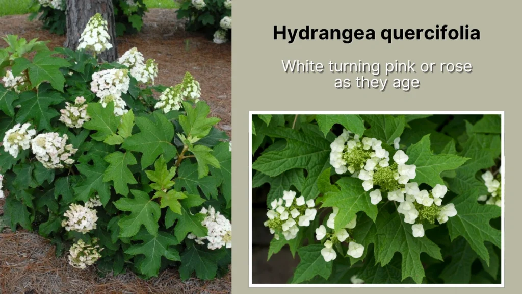 Hydrangea quercifolia