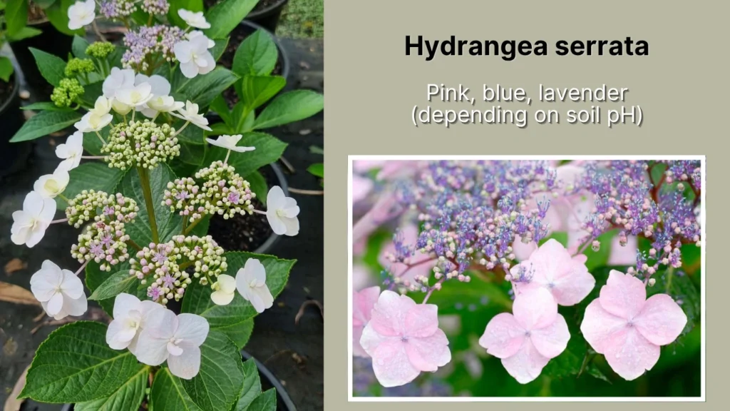 Hydrangea serrata