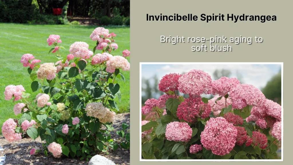 Invincibelle Spirit Hydrangea