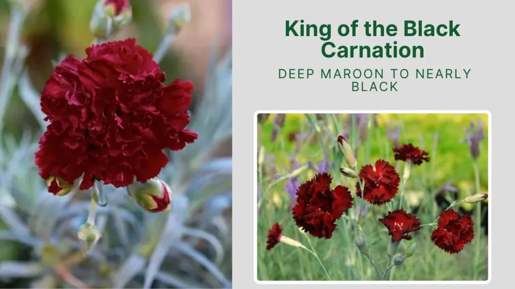 King of the Black Carnation