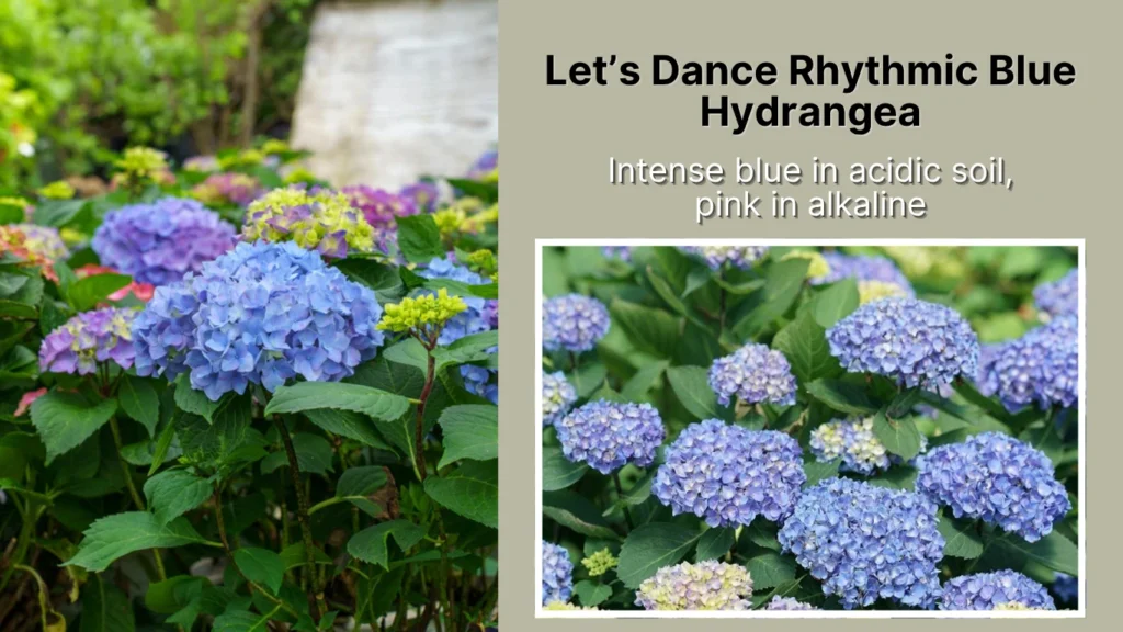Let’s Dance Rhythmic Blue Hydrangea