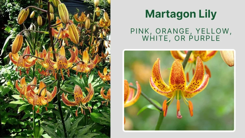 Martagon Lily