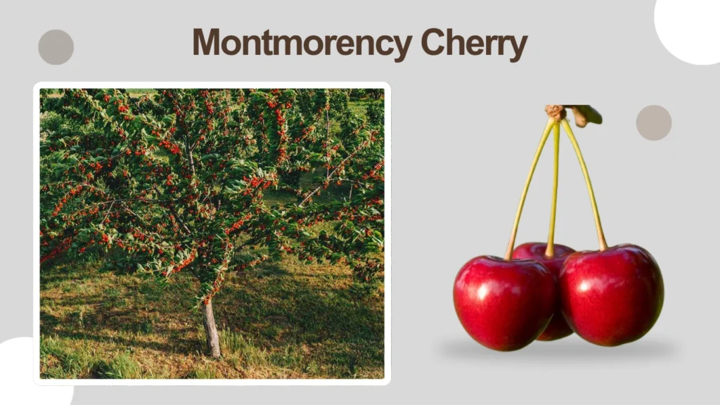 Montmorency Cherry