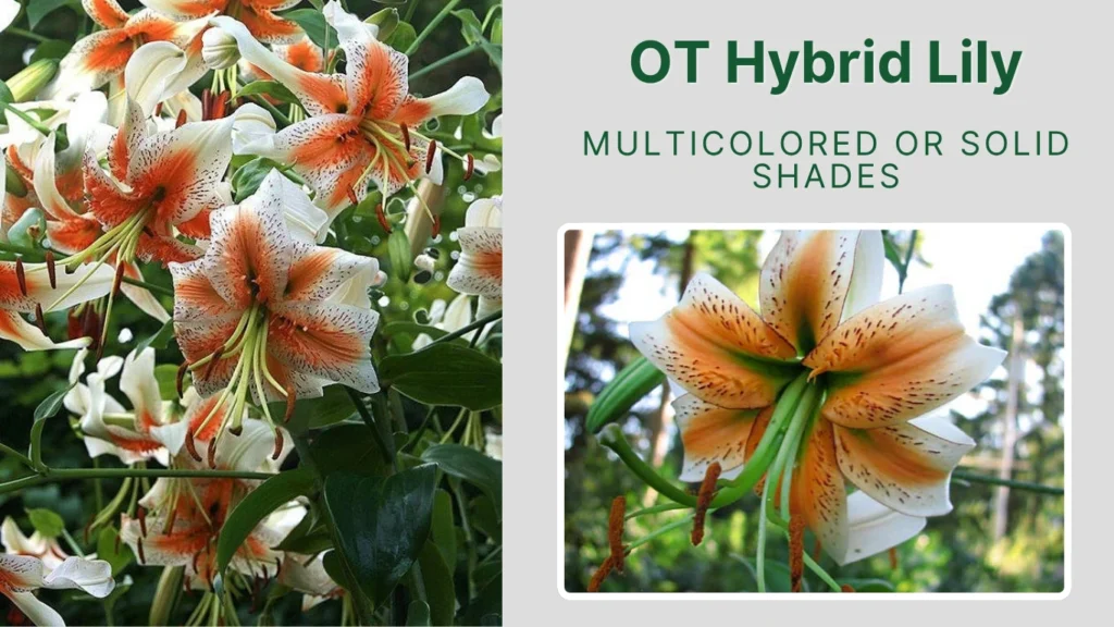 OT Hybrid Lily
