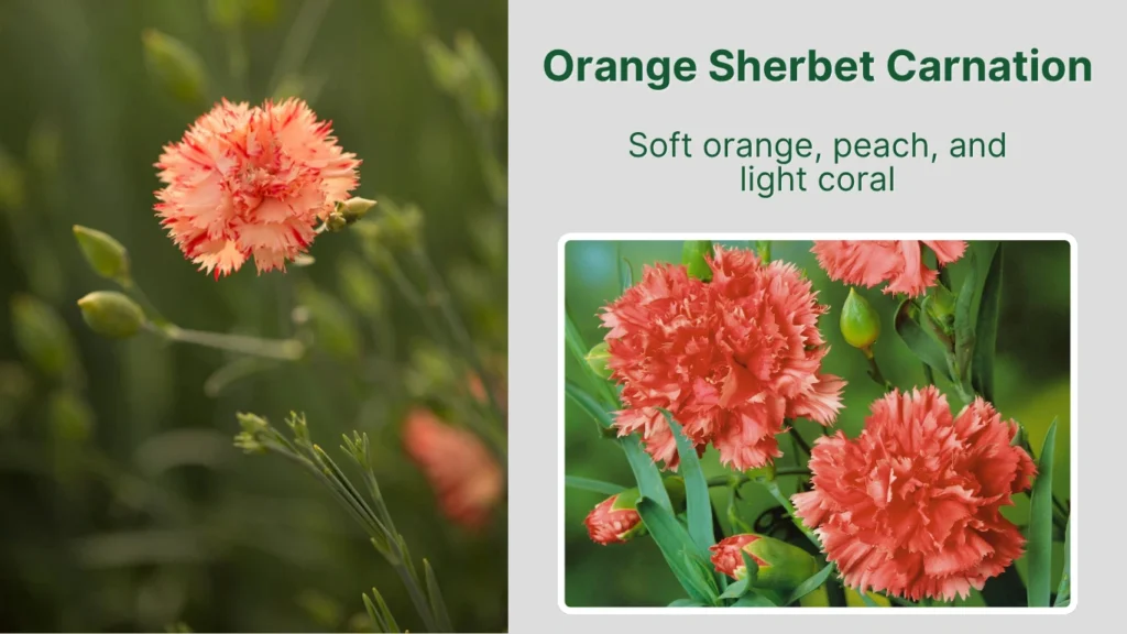 Orange Sherbet Carnation