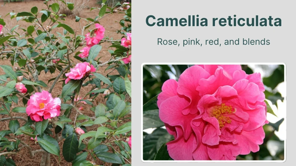 Camellia reticulata