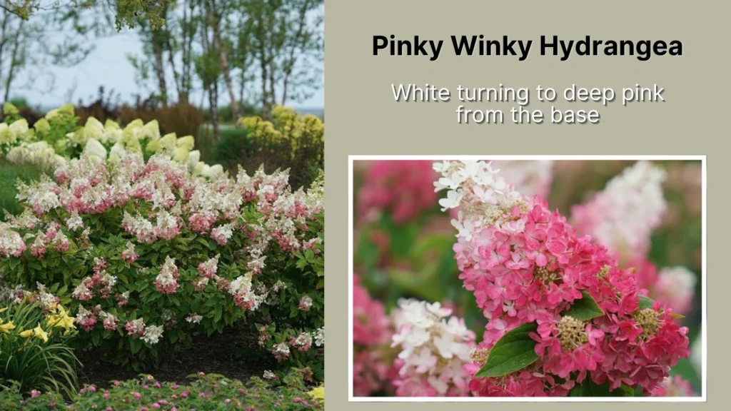 Pinky Winky Hydrangea