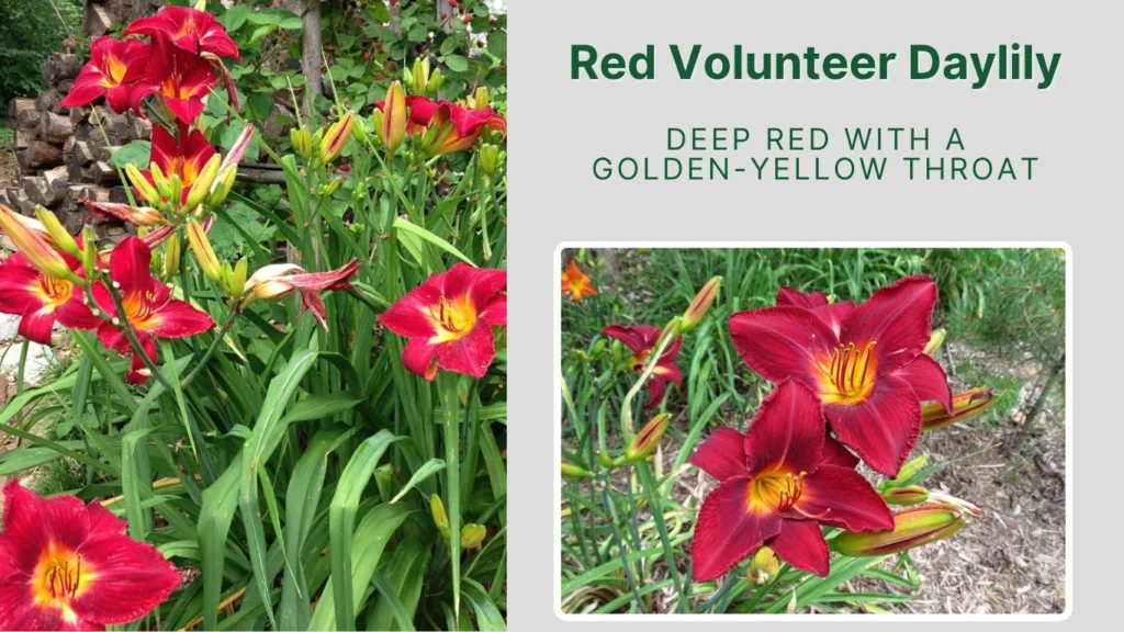 Red Volunteer Daylily