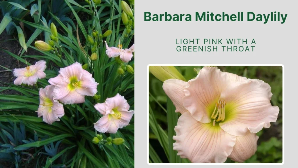 Barbara Mitchell Daylily