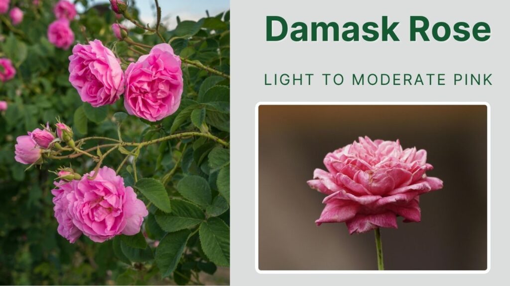 Damask Rose