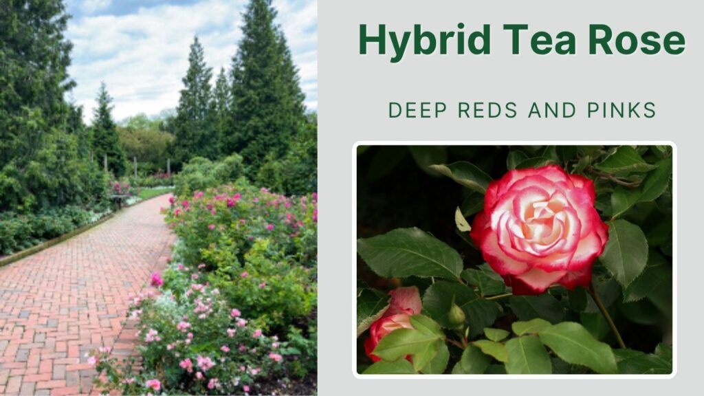 Hybrid Tea Rose