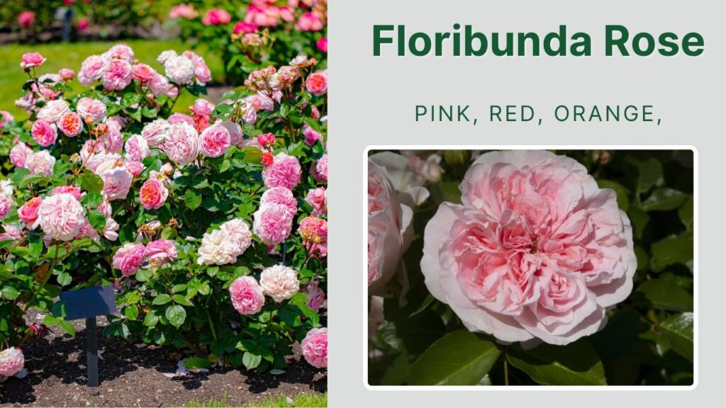 Floribunda Rose